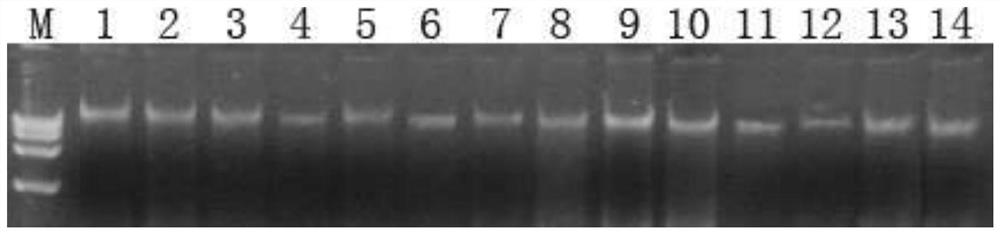 est-ssr marker primers developed based on the transcriptome sequence of Sophora japonica and its application