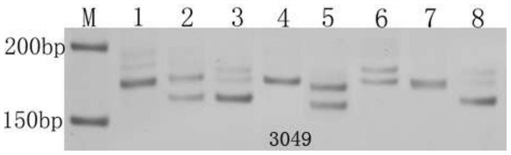 est-ssr marker primers developed based on the transcriptome sequence of Sophora japonica and its application