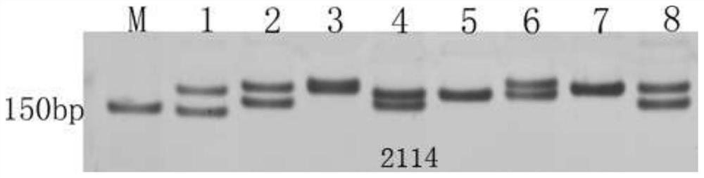 est-ssr marker primers developed based on the transcriptome sequence of Sophora japonica and its application