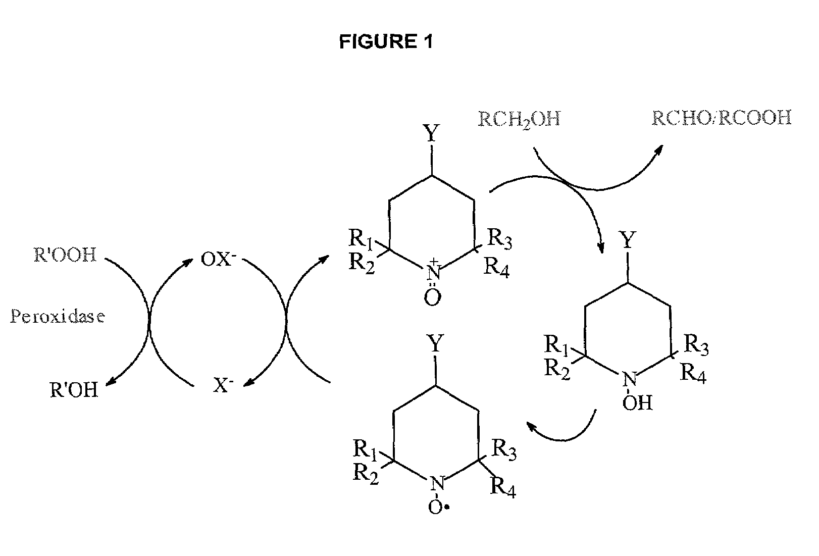 Process for the selective modification of carbohydrates by peroxidase catalyzed oxidation