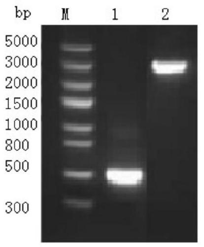 Application of bacteriophage endolysins Lysep3 in preparation of broad-spectrum antibacterial drug