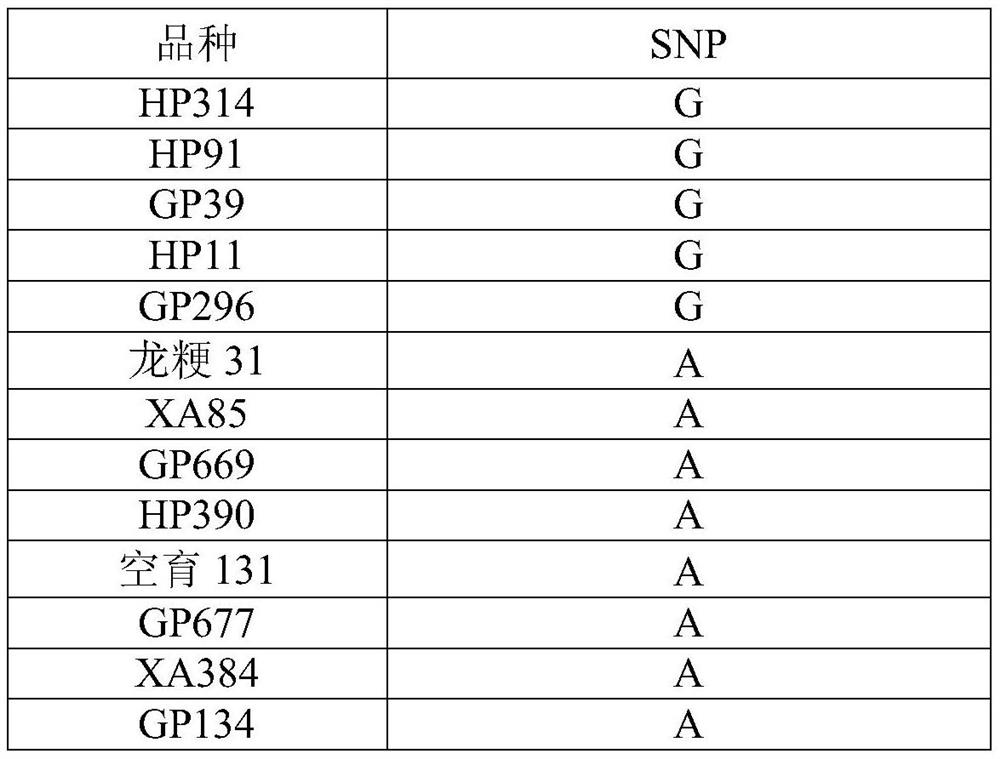 Gene marker for distinguishing rice starch quality