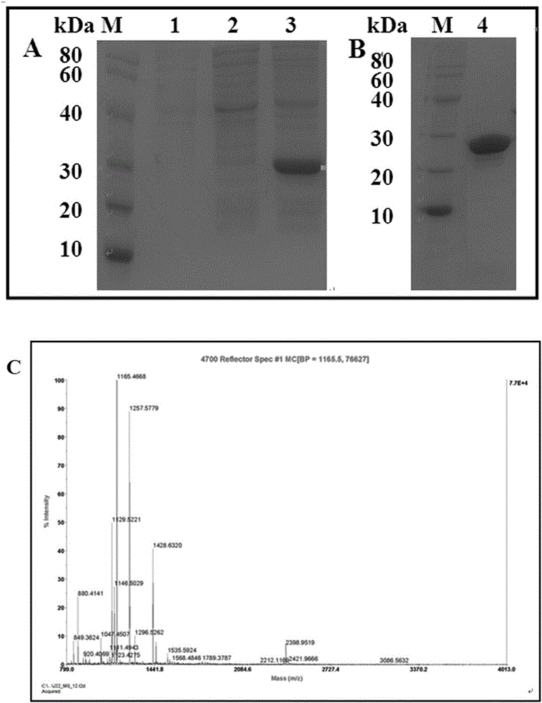 Dermatophagoides farina allergen Der f9 gene coded protein and application thereof