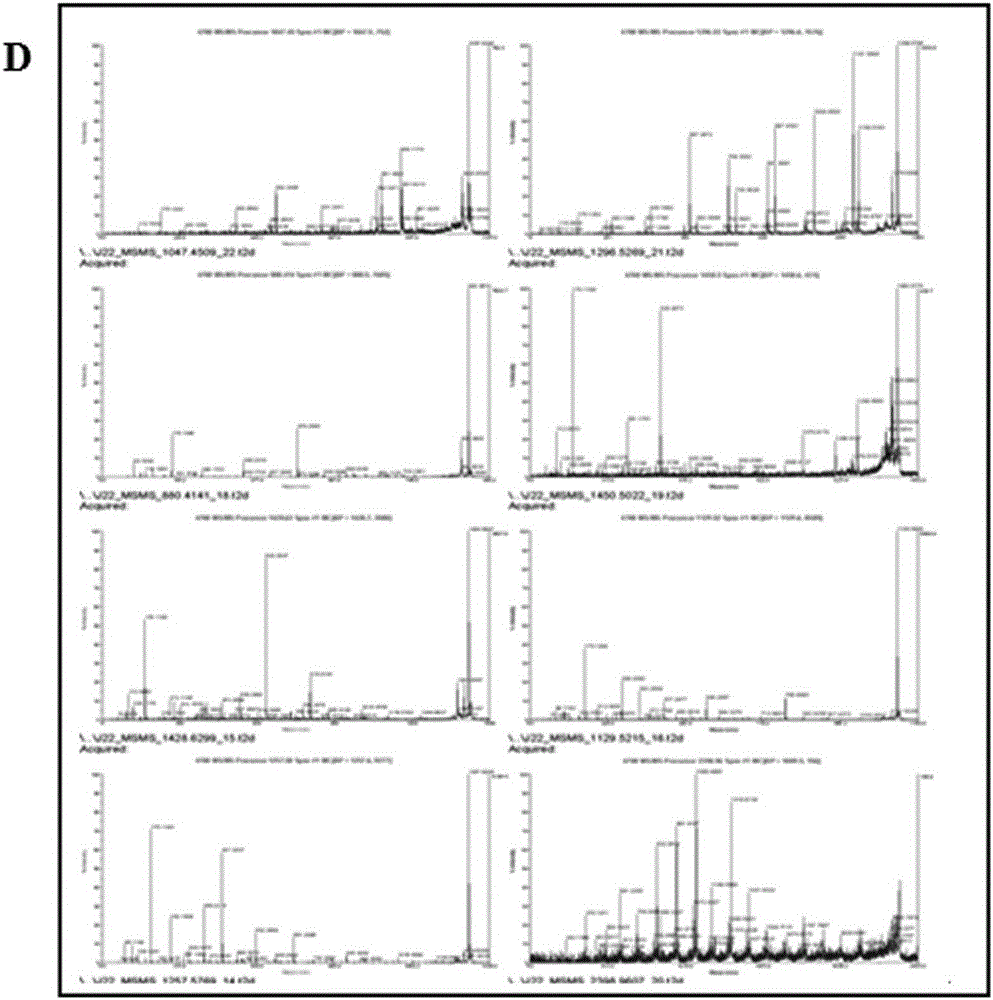 Dermatophagoides farina allergen Der f9 gene coded protein and application thereof