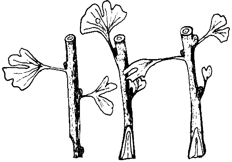 Method for overcoming topophysis in vegetative propagation of gingkoes