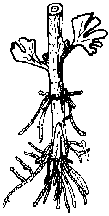 Method for overcoming topophysis in vegetative propagation of gingkoes