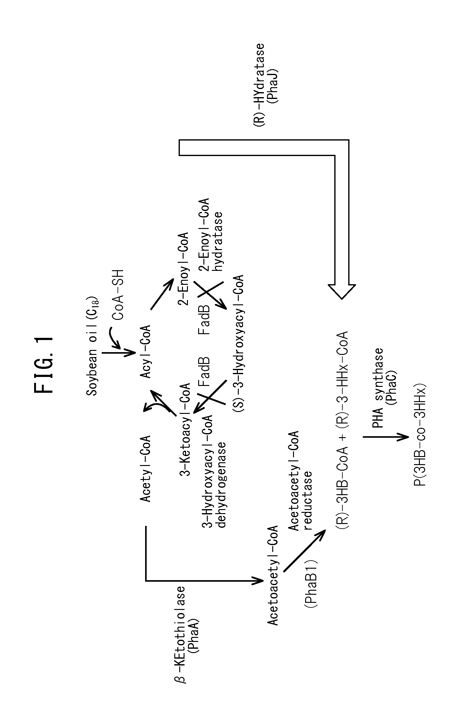 Production method for copolymer polyhydroxyalkanoate using genetically modified strain of fatty acid ß-oxidation pathway