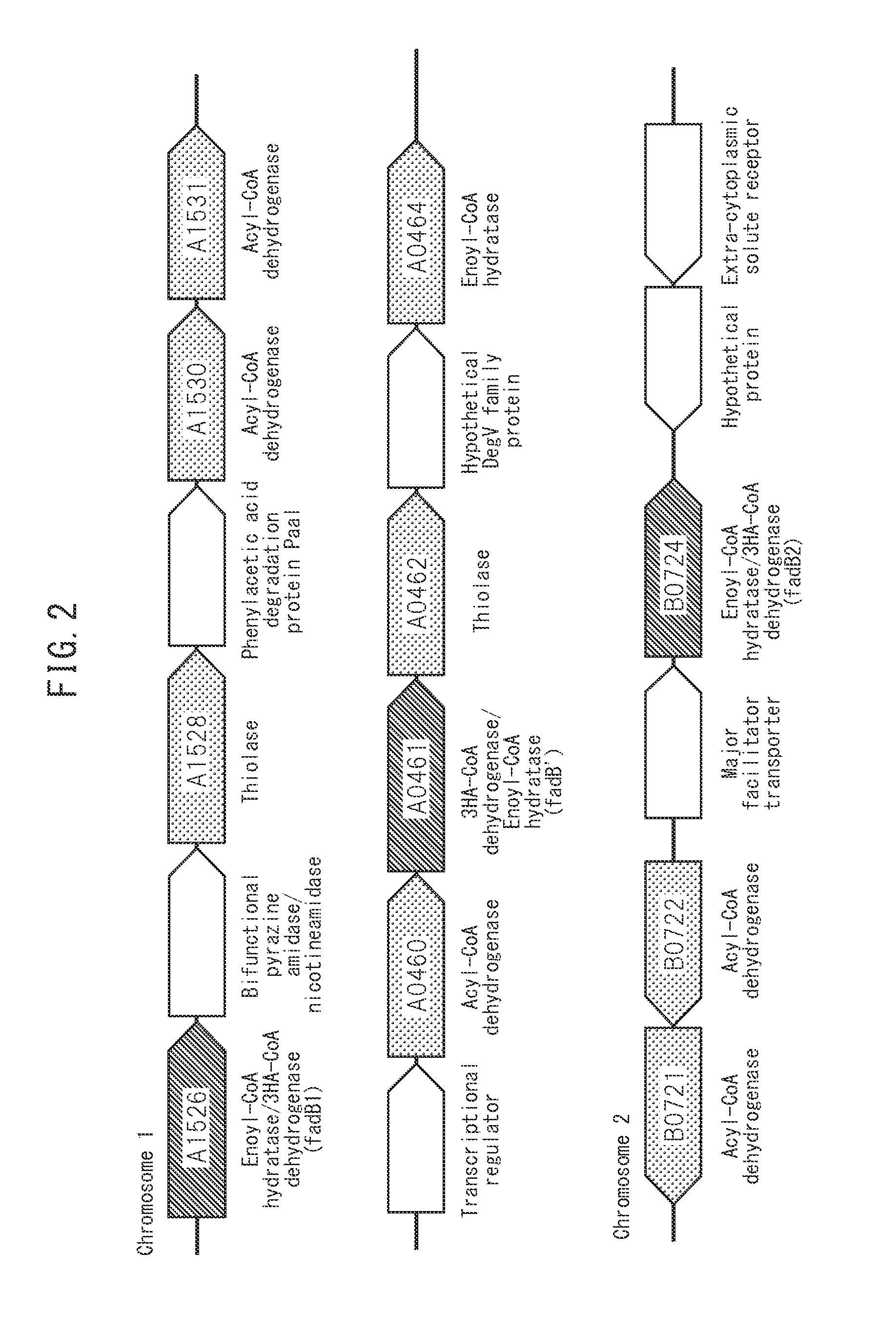 Production method for copolymer polyhydroxyalkanoate using genetically modified strain of fatty acid ß-oxidation pathway