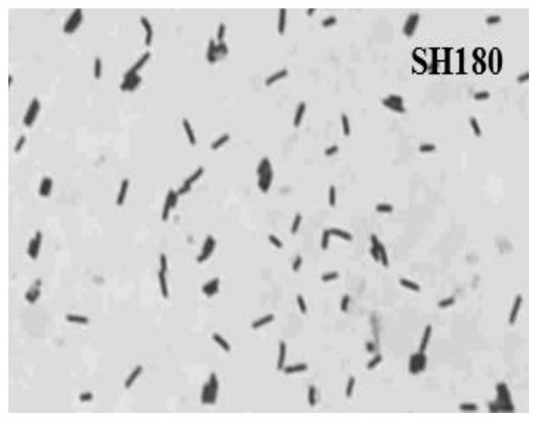 A protease-producing Bacillus suffolus resistant to Botrytis cinerea and its application