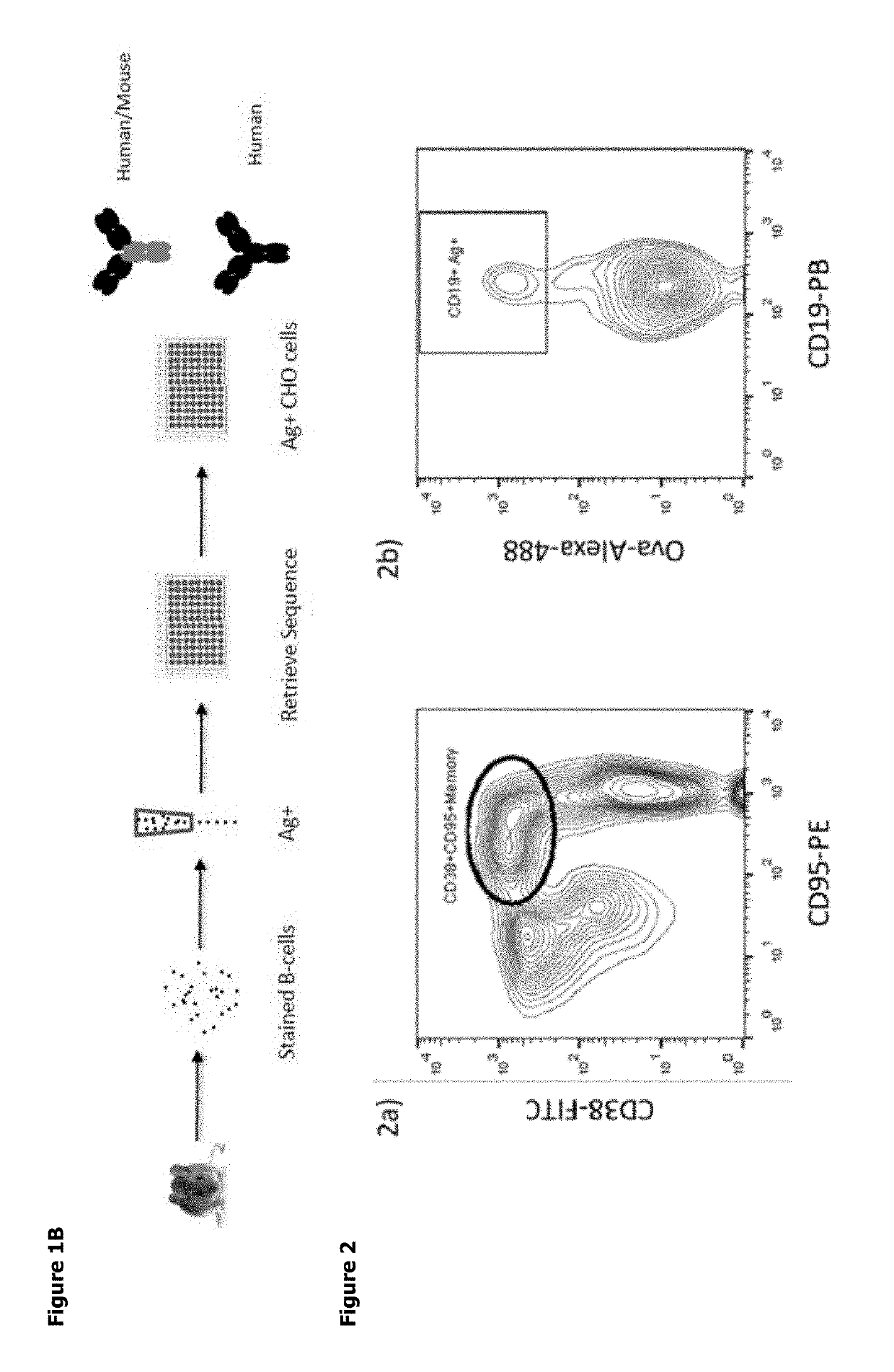 Expression vector production and high-throughput cell screening