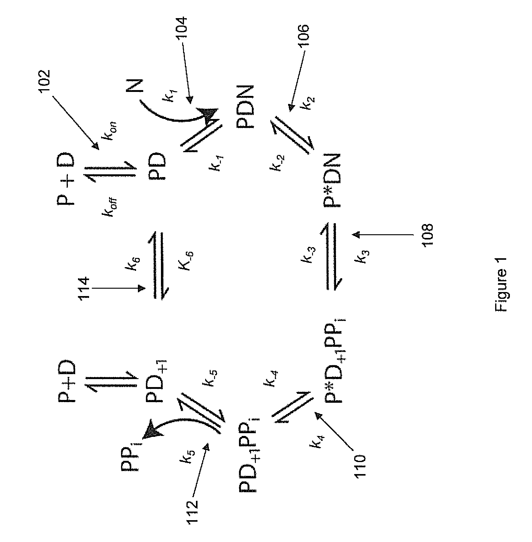 Two slow-step polymerase enzyme systems and methods