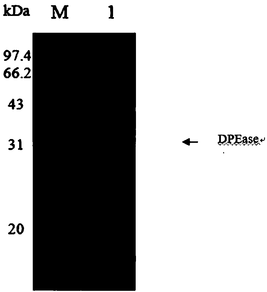 D-psicose 3-epimerase production strain and immobilization method thereof