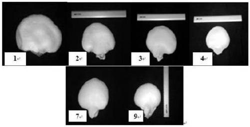 External assisting nutrient solution for increasing yield of pleurotus nebrodensis, application and method for producing pleurotus nebrodensis by utilizing same