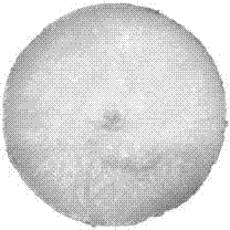 Preparation method for three-dimensional cell scaffold based on collagen sponge-nanocellulose