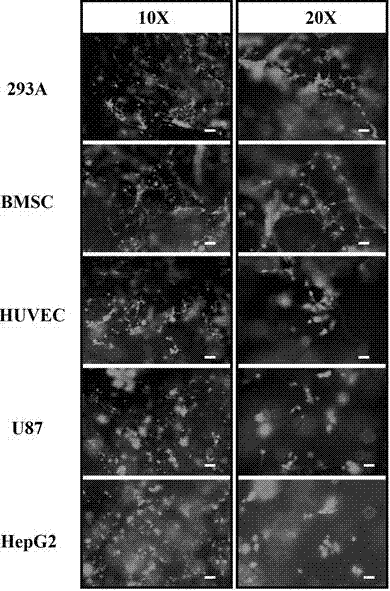 Preparation method for three-dimensional cell scaffold based on collagen sponge-nanocellulose