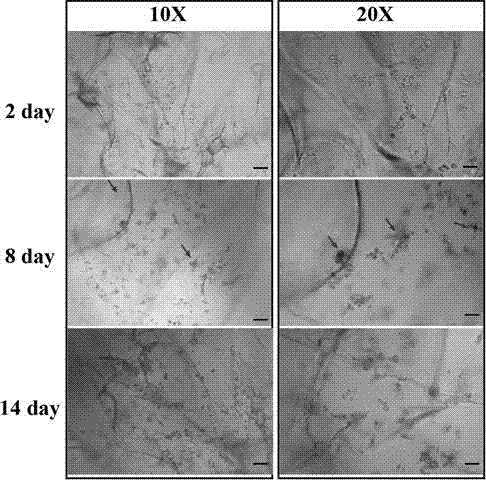 Preparation method for three-dimensional cell scaffold based on collagen sponge-nanocellulose