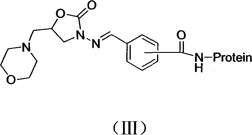 Preparation of 5-methyl morpholine-3-amino-2-oxazolidinone derivative hapten, antigen and antibody