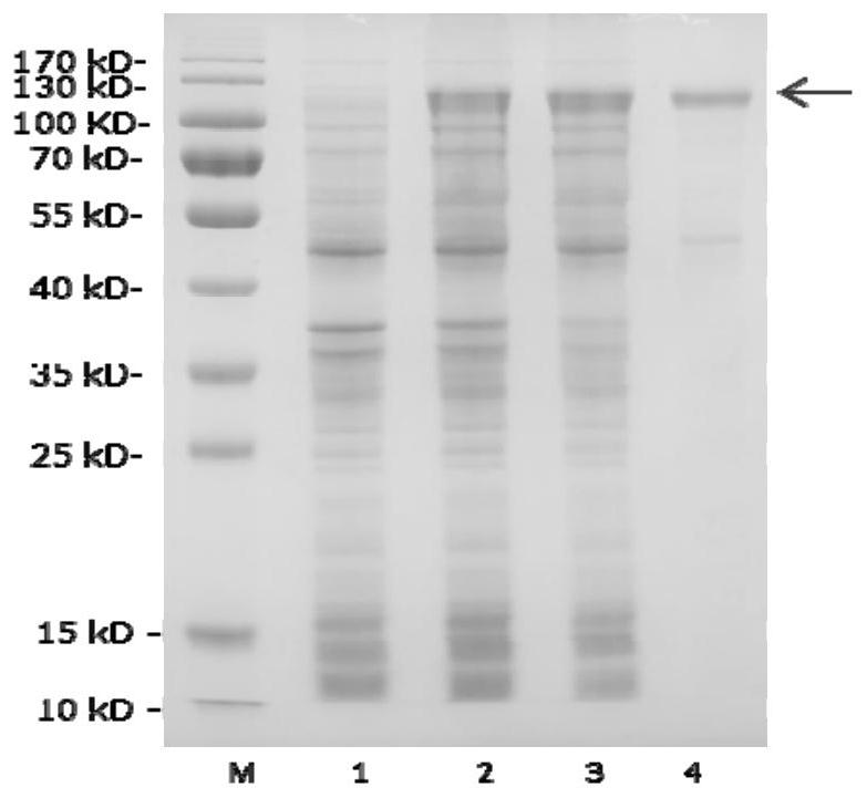 A kind of endo-type β-mannan hydrolase man01929 and its method and application of mutation into glycosyltransferase