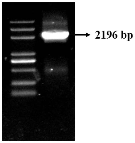 Endoglucanase, its coding gene cel5a-h37 and its application