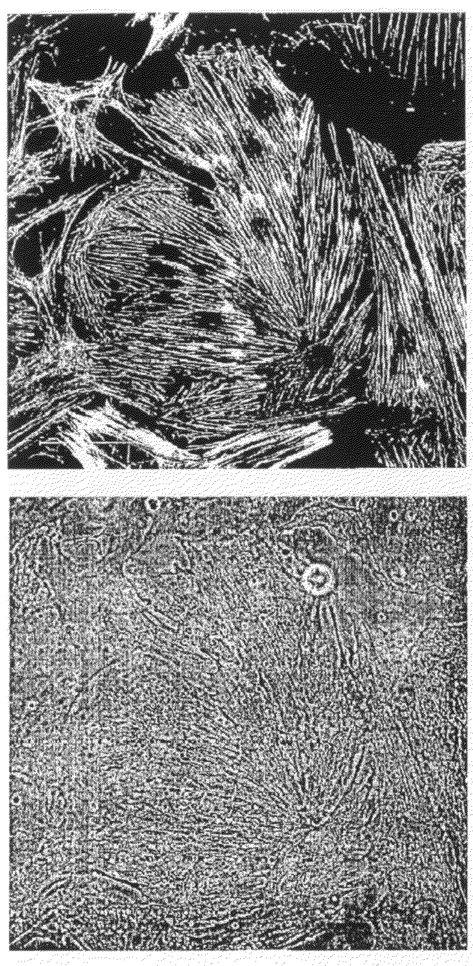 Cell culture apparatus, method for producing the apparatus and cell culture method