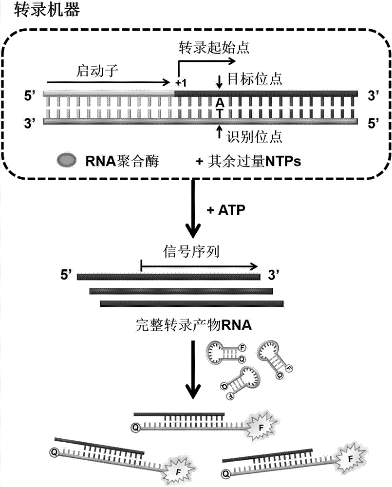 RNA (ribonucleic acid) polymerase based multiplex detection method for NTPs (nucleoside triphosphates) by adopting in-vitro transcription machine, kit and application