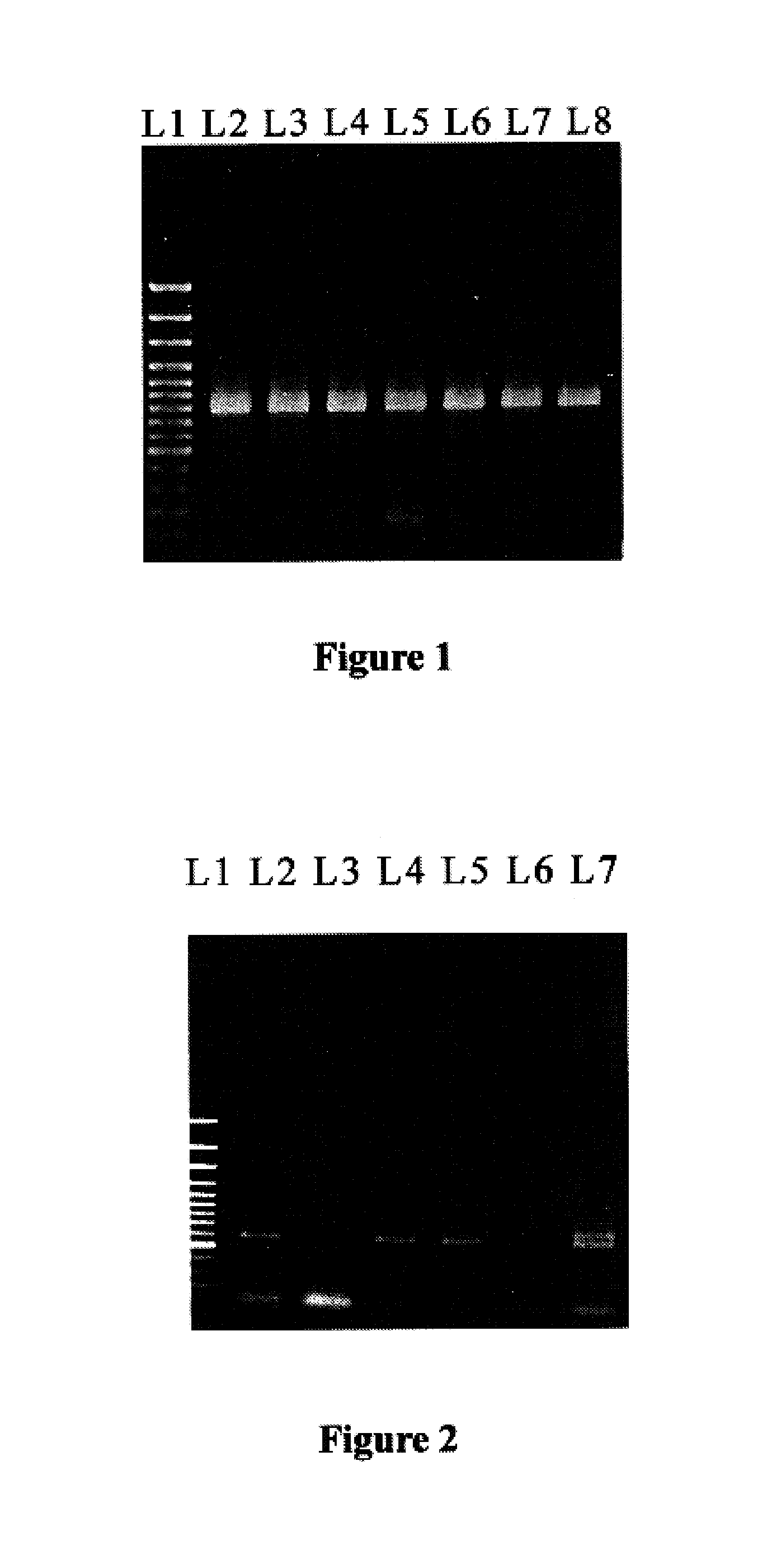 Method of marking solid or liquid substances with nucleic acid for anti-counterfeiting and authentication