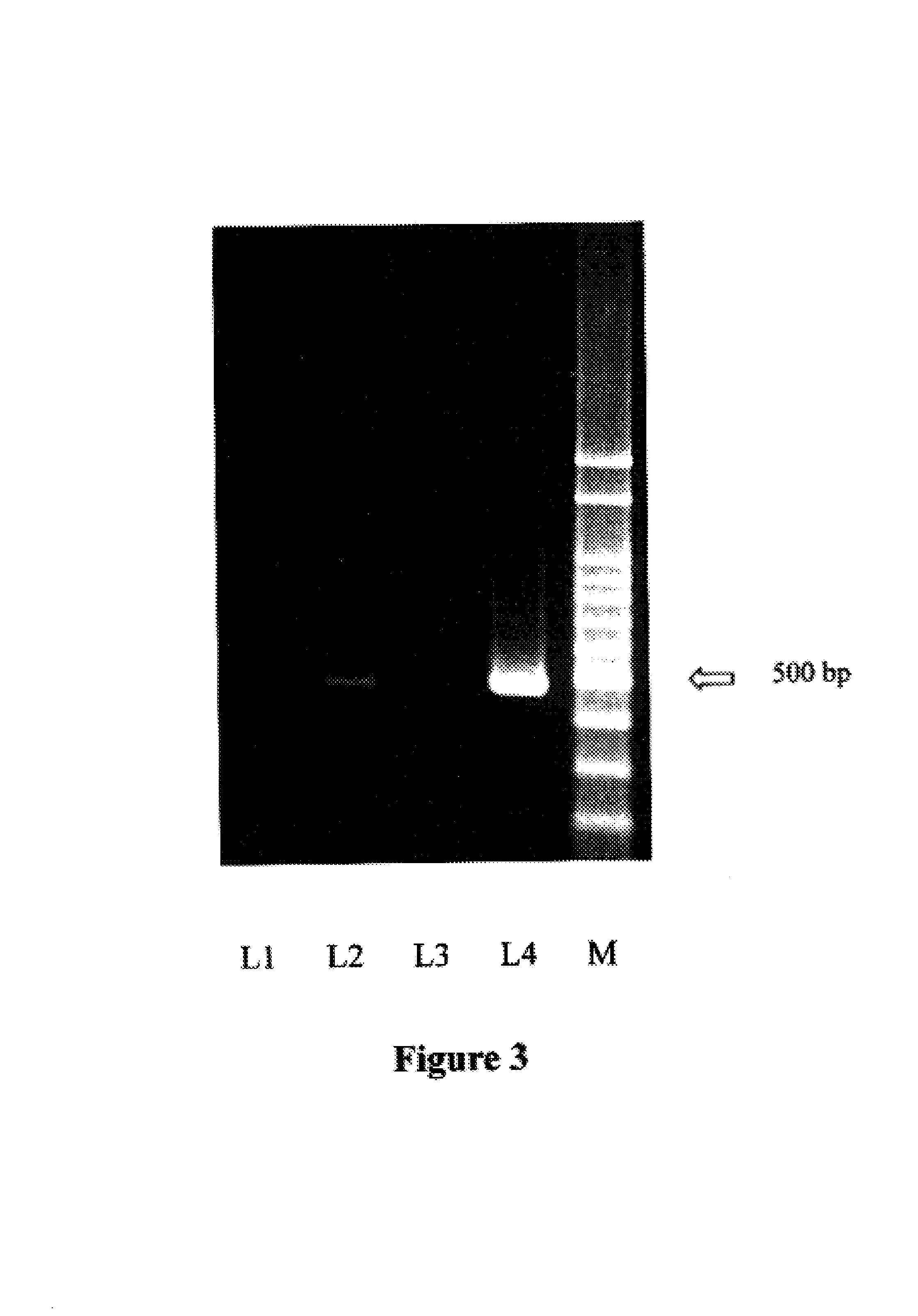 Method of marking solid or liquid substances with nucleic acid for anti-counterfeiting and authentication