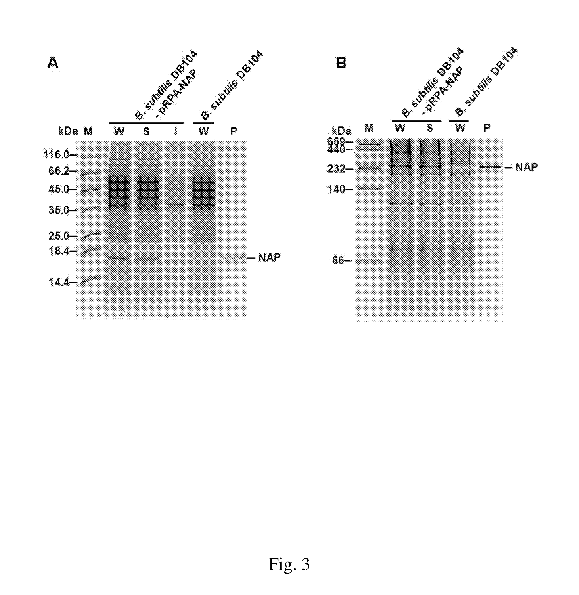 Method for one-step purification of recombinant helicobacter pylori neutrophil-activating protein