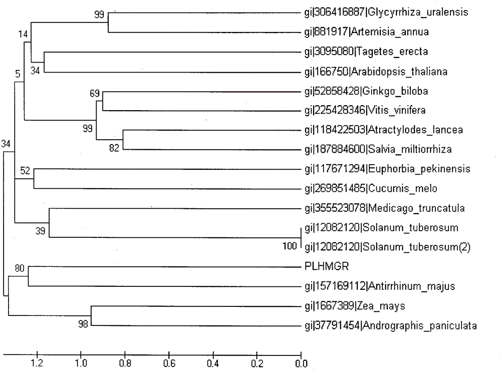 Peony geranyl geranyl pyrophosphate synthase (plggps) gene and its encoded products and applications
