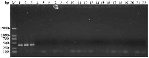 A set of primers for identification of stored booklice and its application