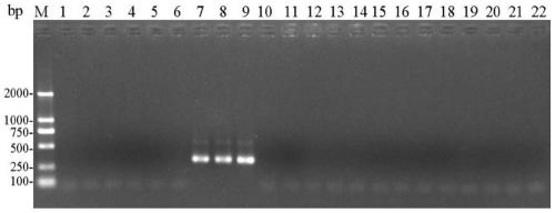 A set of primers for identification of stored booklice and its application