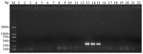 A set of primers for identification of stored booklice and its application