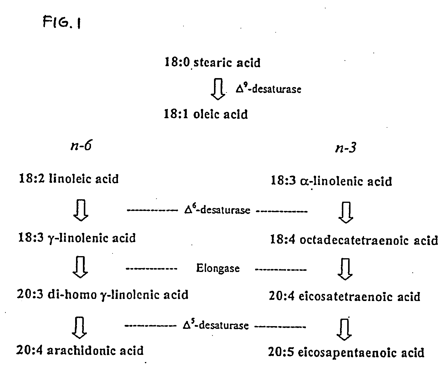Method for producing arachidonic acid in transgenic organisms