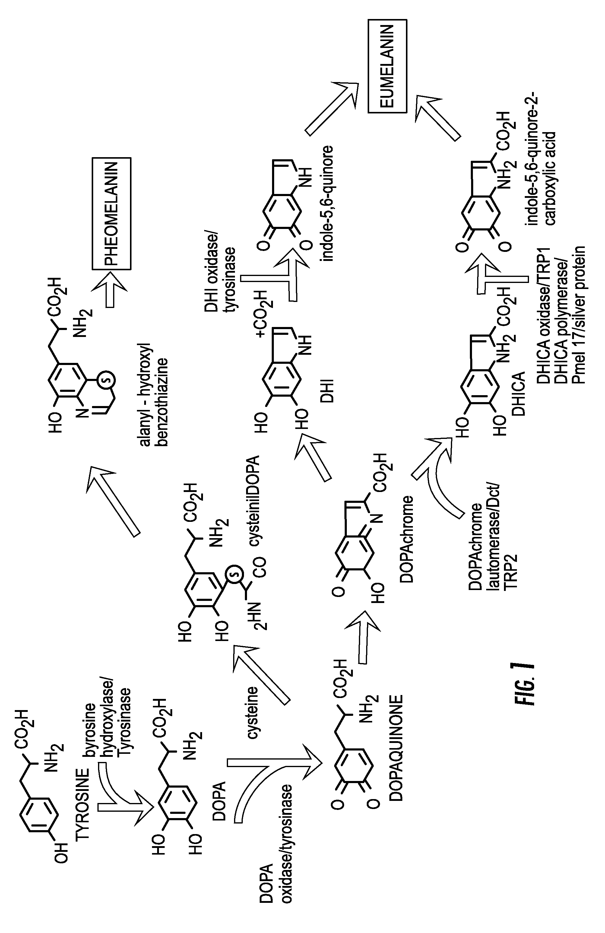 Topical composition for the treatment of hyperpigmented skin