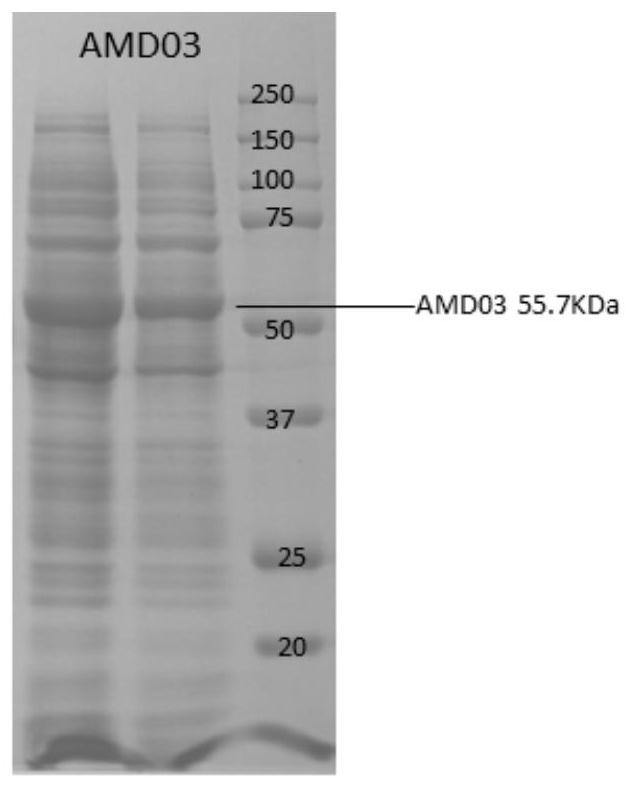 Amidase variant with improved specific activity and application thereof