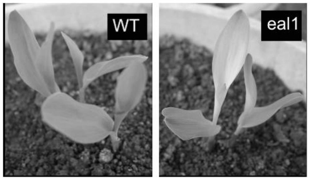 A maize seedling yellow and white leaf gene and its encoded protein and application