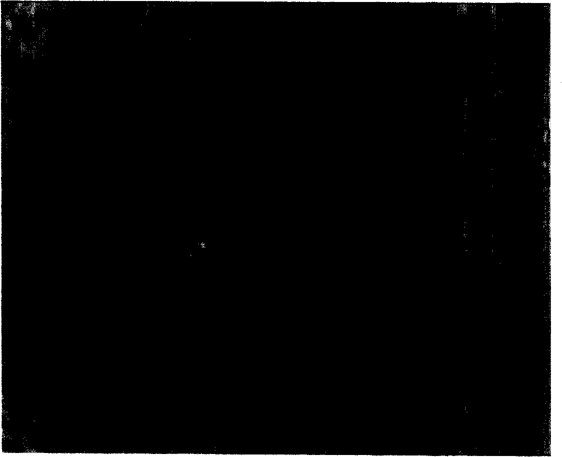 Application of methionine enkephalin in preparing human or animal vaccination