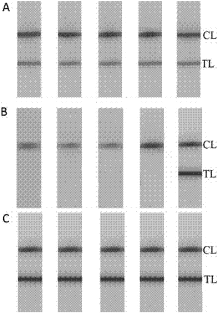 Method for detecting escherichia coli O157 based on nucleic acid chromatography biosensing technology