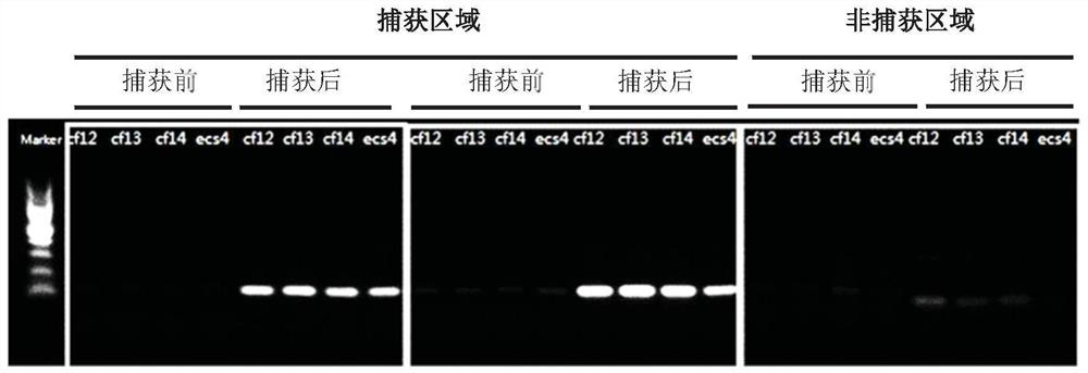 Method, kit and analysis system for synchronous prenatal screening of chromosomes and monogenic diseases