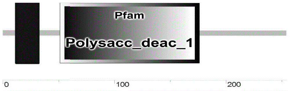 Chitin deacetylase, and construction method and application thereof