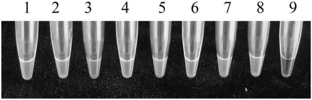 A kind of loop-mediated isothermal amplification primer composition and application thereof for detecting flat head anthracnose