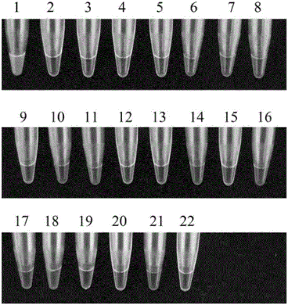 A kind of loop-mediated isothermal amplification primer composition and application thereof for detecting flat head anthracnose