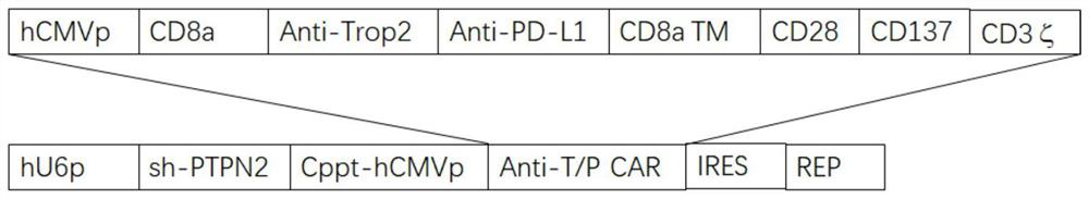 Recombinant expression vector, chimeric antigen receptor T cell with reduced depletion and applications of T cell