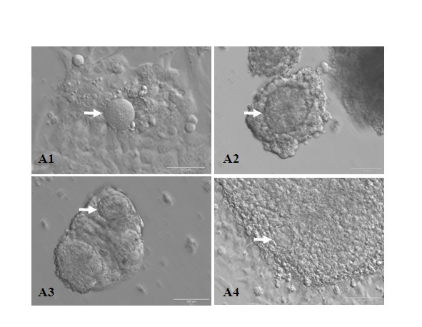 Method for forming oocytes by induced differentiation of cattle induced pluripotent stem (iPS) cells