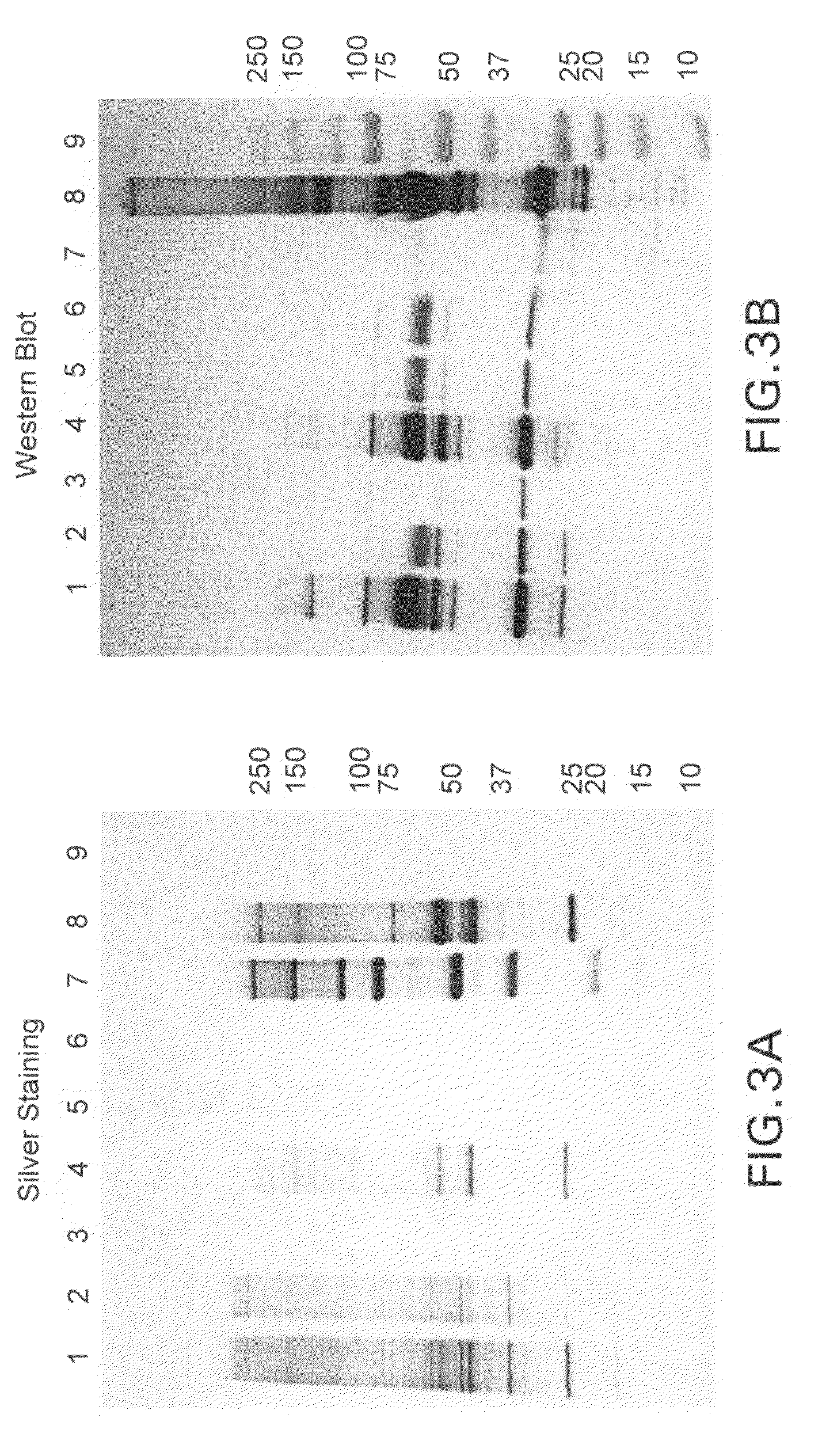 Purification processes for isolating purified vesicular stomatitis virus from cell culture