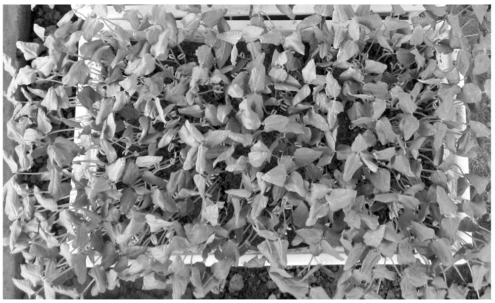 A seedling stage identification method of cowpea resistance to fusarium wilt