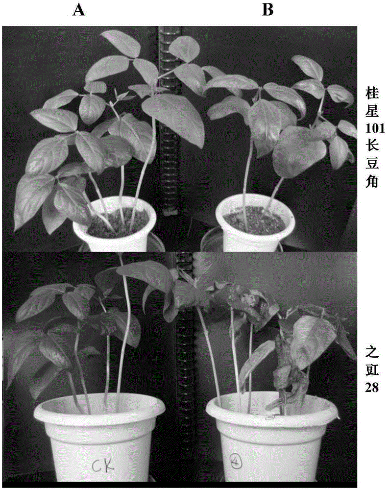 A seedling stage identification method of cowpea resistance to fusarium wilt