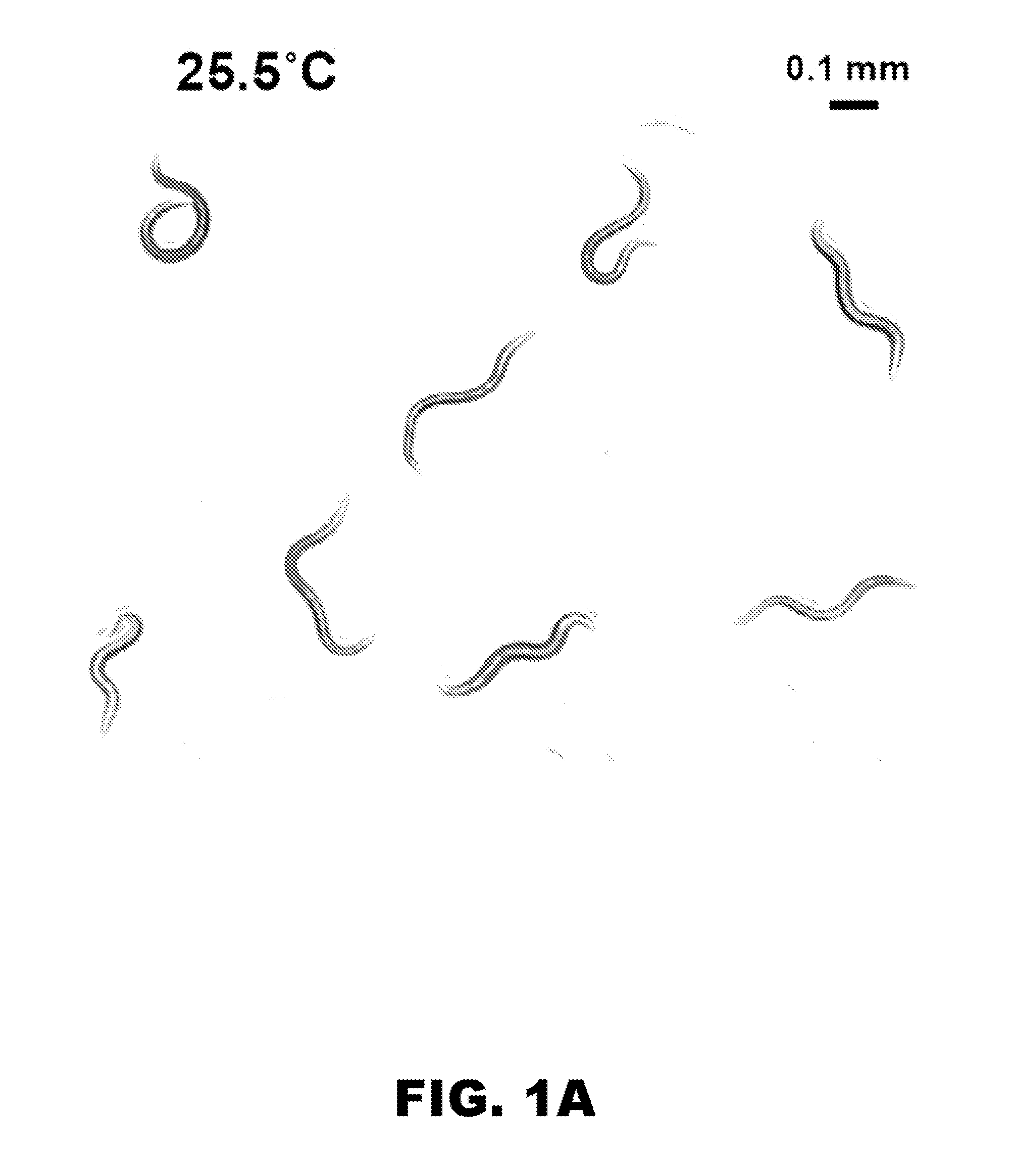 Methods for identifying modulators of lifespan and resistance to oxidative stress