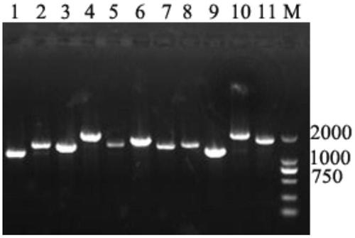 Universal primer set for amplifying whole genome sequence of canine distemper viruses and use thereof