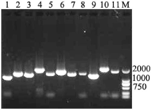 Universal primer set for amplifying whole genome sequence of canine distemper viruses and use thereof